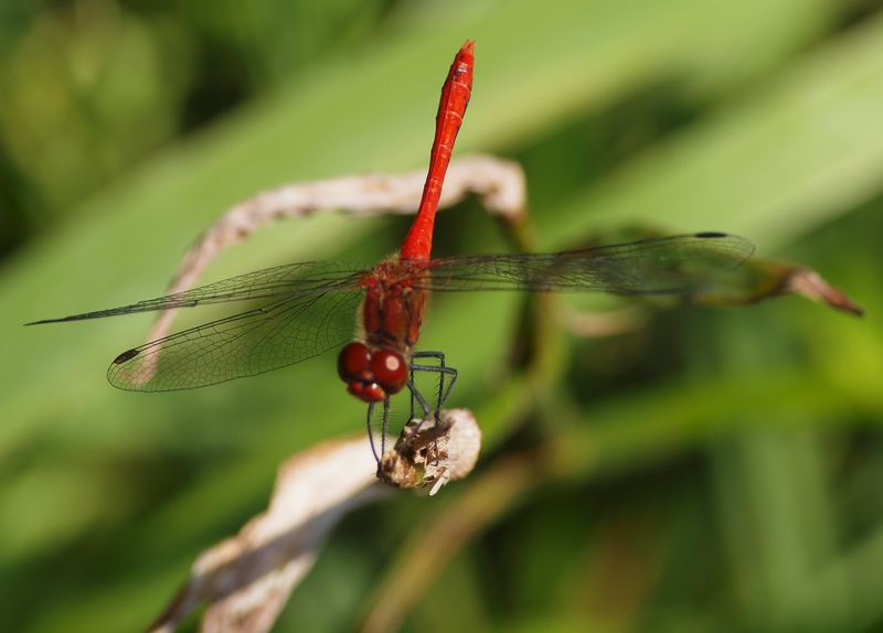 Sympetrum - Sympetrum sanguineum (maschio)